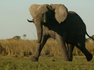 African Elephant Striding Across A Grassland by Beverly Joubert Pricing Limited Edition Print image
