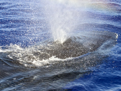 Humpback Whale, Exhalation, Hawaii by David B. Fleetham Pricing Limited Edition Print image