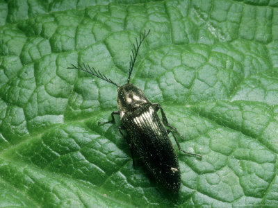 Click Beetle, Imago, Derbyshire, Uk by David Fox Pricing Limited Edition Print image