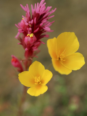 Mexican Poppy, Close Up, Sonora Desert by Patricio Robles Gil Pricing Limited Edition Print image