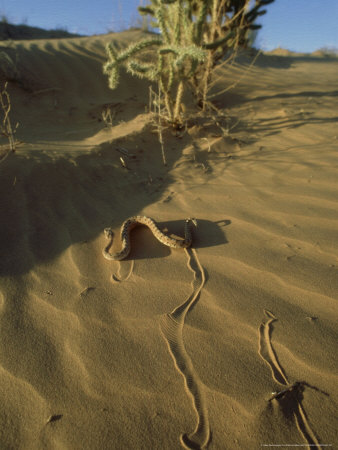 Sidewinder Rattle Snake, Slithering, Sonoran Desert by Patricio Robles Gil Pricing Limited Edition Print image