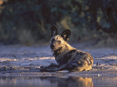Wild Dog, Wet By Waterhole, Botswana by Chris And Monique Fallows Pricing Limited Edition Print image