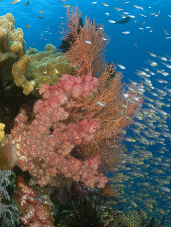 Reef Scene With Alconarian Coral And Schooling Yellow Sweepers, Indonesia by David B. Fleetham Pricing Limited Edition Print image