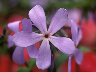 Phlox Divaricata Blue Dreams by Andrew Lord Pricing Limited Edition Print image