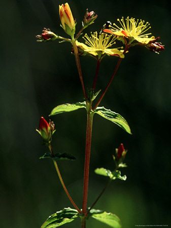 Wavy-Edged St. Johns Wort, Rare Plant, Devon by Bob Gibbons Pricing Limited Edition Print image