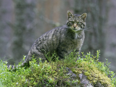 Scottish Wildcat, Adult Male Standing, Uk by Mark Hamblin Pricing Limited Edition Print image