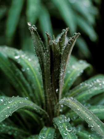 Details Of Water Droplets On Plant, Variegated Green And Yellow Striped Plant With Rain Drops by Fiona Mcleod Pricing Limited Edition Print image