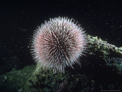 Edible Sea Urchin, West Coast, Sweden by Fredrik Ehrenstrom Pricing Limited Edition Print image