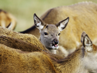 Red Deer, Portrait Of Single Fawn Amongst Herd Of Hinds, Scotland by Mark Hamblin Pricing Limited Edition Print image