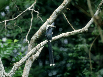 White-Crested Hornbill, Perching, Africa by Patricio Robles Gil Pricing Limited Edition Print image