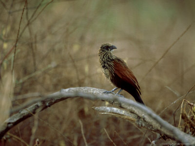 Madagascar Coucal On Branch, Madagascar by Patricio Robles Gil Pricing Limited Edition Print image
