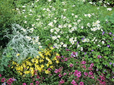 Summer Border With Verbena Sissinghurst And Coreopsis Verticillata Moon Beam by Geoff Kidd Pricing Limited Edition Print image