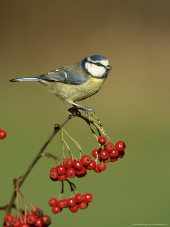 Blue Tit, Perched On Berries, Uk by Mark Hamblin Pricing Limited Edition Print image