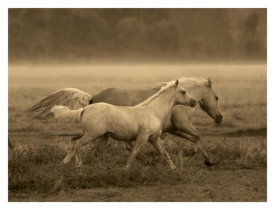 Prairie Run by Robert Dawson Pricing Limited Edition Print image