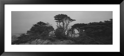 Trees On The Edge Of A Cliff, Point Lobos State Reserve, California, Usa by Panoramic Images Pricing Limited Edition Print image
