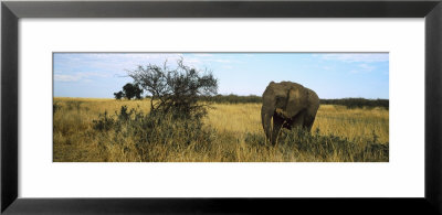 African Elephant Standing In Masai Mara National Reserve, Kenya by Panoramic Images Pricing Limited Edition Print image