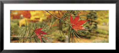 Maple Leaves Stuck On A Pine Tree Branch, Oregon, Usa by Panoramic Images Pricing Limited Edition Print image