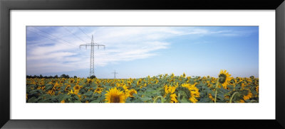 Electricity Pylons In A Field Of Sunflowers, Baden-Wurttemberg, Germany by Panoramic Images Pricing Limited Edition Print image