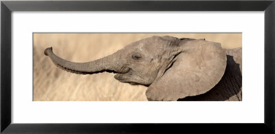 African Elephant Calf At Play by Panoramic Images Pricing Limited Edition Print image