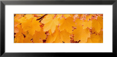 Maple Leaves On A Tree, British Columbia, Canada by Panoramic Images Pricing Limited Edition Print image