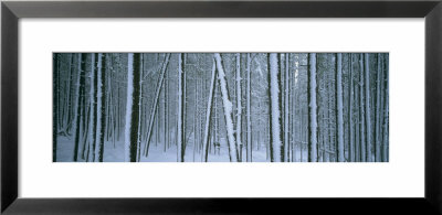 Lodgepole Pine Trees Covered With Snow, Helena National Forest, Montana, Usa by Panoramic Images Pricing Limited Edition Print image