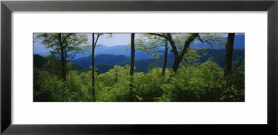 Great Smoky Mountains National Park, Tennessee, Usa by Panoramic Images Pricing Limited Edition Print image