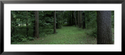 Trees In A Forest, Yaddo Gardens, Saratoga Springs, New York, Usa by Panoramic Images Pricing Limited Edition Print image