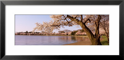 Cherry Blossom Tree Along A Lake, Potomac Park, Washington D.C., Usa by Panoramic Images Pricing Limited Edition Print image