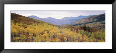 Maple Trees In A Forest, Utah, Usa by Panoramic Images Pricing Limited Edition Print image