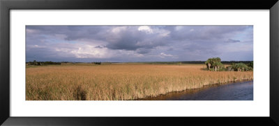 Big Cypress National Preserve Along Tamiami Trail Everglades National Park, Florida, Usa by Panoramic Images Pricing Limited Edition Print image
