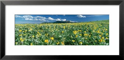 Flowers Growing In A Field, Rocky Mountains, Montana, Usa by Panoramic Images Pricing Limited Edition Print image