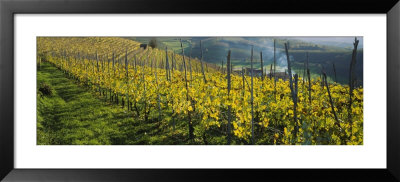 Vineyards, Peidmont, Italy by Panoramic Images Pricing Limited Edition Print image