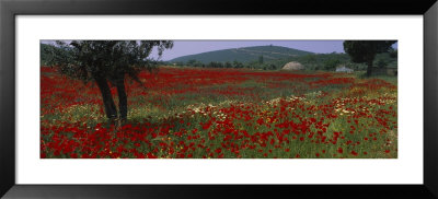 Red Poppies In A Field, Turkey by Panoramic Images Pricing Limited Edition Print image