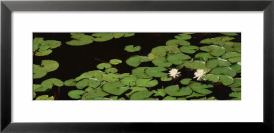 Water Lilies, Suwannee Recreation Area, Okefenokee National Wildlife Refuge, Georgia, Usa by Panoramic Images Pricing Limited Edition Print image