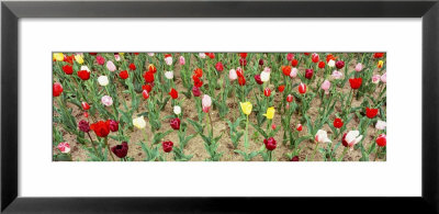 Tulip Flowers In A Garden, Holland, Michigan, Usa by Panoramic Images Pricing Limited Edition Print image