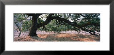 Oak Tree On A Field, Sonoma County, California, Usa by Panoramic Images Pricing Limited Edition Print image
