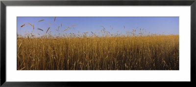 Crop In A Field, New York State, Usa by Panoramic Images Pricing Limited Edition Print image