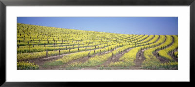 Vineyard On A Hill, Napa Valley, California, Usa by Panoramic Images Pricing Limited Edition Print image