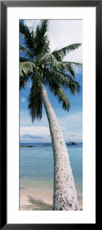 Palm Tree On The Beach by Panoramic Images Pricing Limited Edition Print image