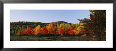 Trees In The Forest, Adirondack Mountains, Essex County, New York State, Usa by Panoramic Images Pricing Limited Edition Print image