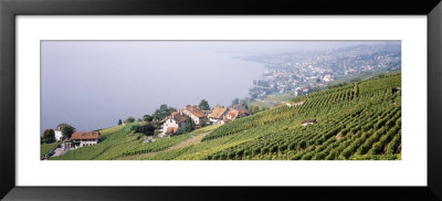 Vineyards, Lausanne, Lake Geneva, Switzerland by Panoramic Images Pricing Limited Edition Print image
