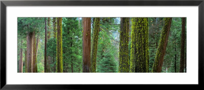 Cedars And Pines, Yosemite National Park, California, Usa by Panoramic Images Pricing Limited Edition Print image
