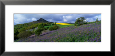Bluebell Flowers In A Field, Cleveland, North Yorkshire, England, United Kingdom by Panoramic Images Pricing Limited Edition Print image
