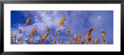 Wild Pampas Grass, Montana, Usa by Panoramic Images Pricing Limited Edition Print image