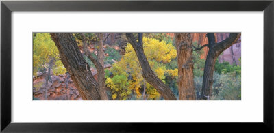 Cottonwood Trees In A Forest, Escalante National Park, Utah, Usa by Panoramic Images Pricing Limited Edition Print image