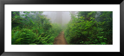 Redwood National Park, California, Usa by Panoramic Images Pricing Limited Edition Print image