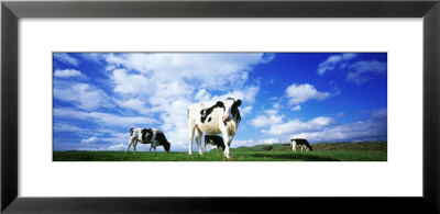 Cows In Field, Lake District, England, United Kingdom by Elise Remender Pricing Limited Edition Print image