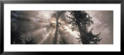 Trees Redwood National Park, California, Usa by Panoramic Images Pricing Limited Edition Print image