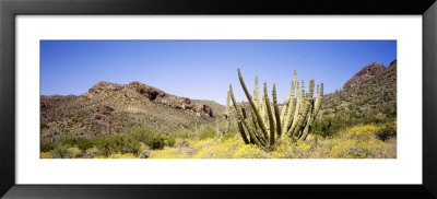Organ Pipe Cactus, Arizona, Usa by Panoramic Images Pricing Limited Edition Print image