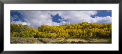 Aspen Trees In A Forest, California, Usa by Panoramic Images Pricing Limited Edition Print image